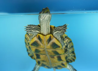 Come costruire una tartarughiera 1162 0 Come costruire una tartarughiera